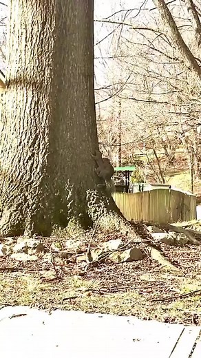 Funny Squirrel Moments: Hilarious Backyard Antics