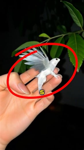 Top 5 Super Rare Animals You Didn’t Know Exist