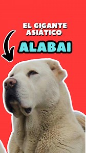 Alabai, el gigante asiático. #alabai #dogs #perros #animals #MeganFox #JenniferLawrence #mascotas | Mundo Animal