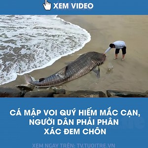 37K views · 202 reactions | VIDEO: https://tv.tuoitre.vn/video-ca-map-voi-quy-hiem-mac-can-nguoi-dan-phai-phan-xac-dem-chon-120058.htm Ngày 25-5, một con cá mập voi dài 5,8m đã chết sau 2 lần mắc cạn ở bờ biển Kincie, Indonesia. Do con cá mập quá to nên người dân phải phân xác và chôn tại bờ biển. | Truyền hình - Báo Tuổi Trẻ | Facebook