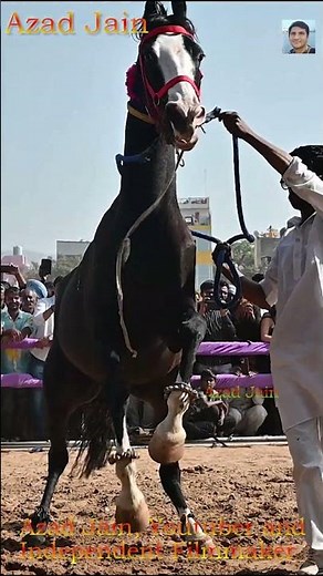 ghoda jhumke nacha, horse dancing video #horse #ghoda #घोड़ा #horsedance #horsevideo #ghode
