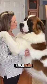 Bernardyn - Beethoven im zaszkodził #stbernard #beethoven #bernardyn #pies #behave