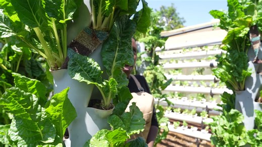 Maximize Your Kitchen Space with Tower Gardening