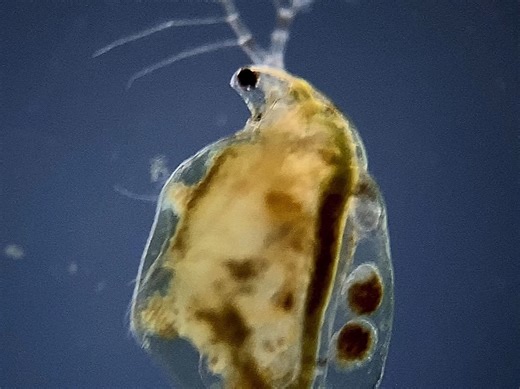 Motic _ Cladocerans under microscope - Part 5 _ BA310