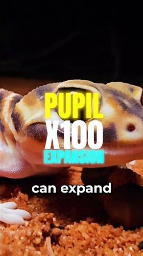 Australia’s Knob-tailed Gecko — Barking, Camouflage & Night Vision