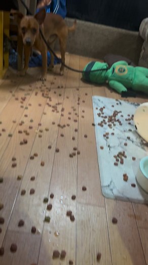 Have a dog it will be fun they said ! | John Steven Conley