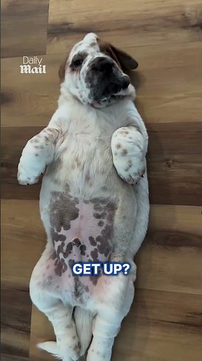 Cute dog lays on his back like a human
