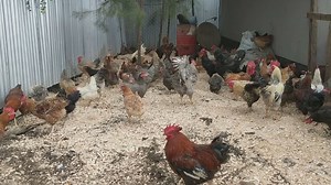 This course is a MUST ATTEND if... 1. You are dreaming of becoming a poultry farmer, but don't know where to start. 🤔 2. You are a soon-to-be a poultry farmer who wants to get things done right the first time. 🐔✔️ 3. You are an existing poultry farmer who wants to MAKE MORE MONEY. 💰 Follow the sign-up link to register 👇🏾 | eLengo