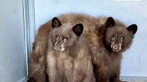 Here's what happened to animals rescued in Dixie, Lava, Antelope, Fawn fires in 2021