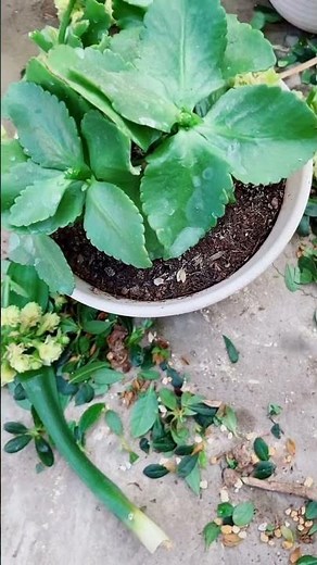 Technique pruning kalanchoe flower #gardening #floweringplant #heronsbonsai #prune #succulent