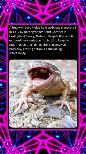 A Frog With Eyes Inside Its Mouth Was Discovered in 1992 by Photographer Scott Gardner in…