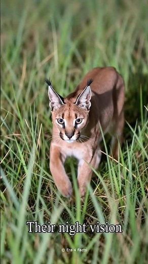 Wild Caracal Facts That'll Make You Blink Twice #cat
