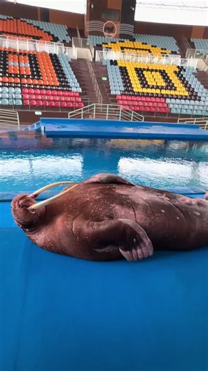 Explore the Fascinating World of Seals