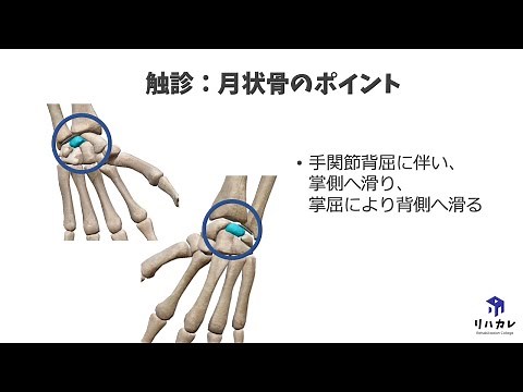 月状骨の触診のコツ［骨の触診］