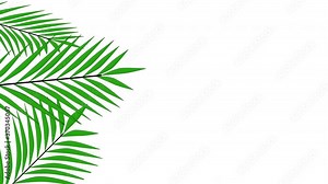 Coconut palm leaves, border, frame, background. Copy space. White background. Seamless loop.