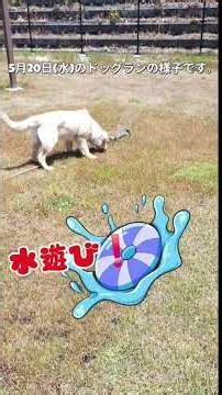 # 静岡県#富士市#ドッグラン#天然芝 #小型犬エリア#フリーエリア#室内エリア