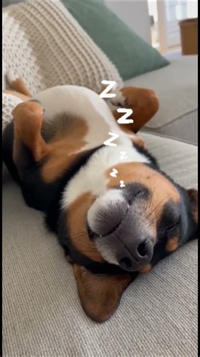 My Dog Snores Through Me Singing a Trending Song LOUD! 😂 Deepest Sleep Ever