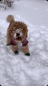 The snow bunnies are gonna love this 🐶❄️ #dog #dogsofinstagram #poodle #poodlesofinstagram #ski #skiing #winter #snow #meme #foryoupage #foryou #explore | Winston the Miniature Dood