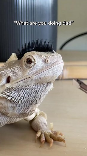 Breathing in 4K: Bearded Dragon Nose Plucking | How-to DidYouKnow