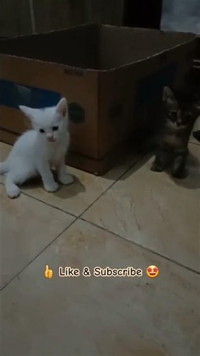 Little Baby Gendut Sister #cat #catshorts #shorts #trending