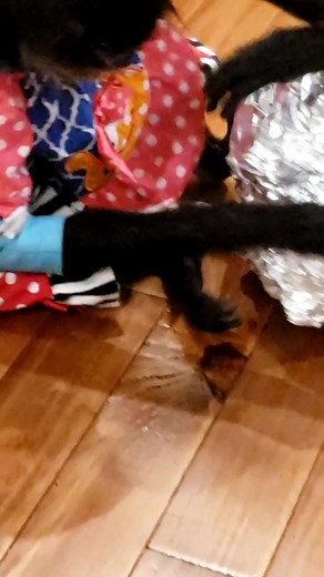 Micheal and AllieGrayce discovering tin foil, now what to do with it and what is it for ? | Gary Mullis