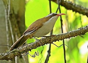 Red billed scimitar babbler - Alchetron, the free social encyclopedia