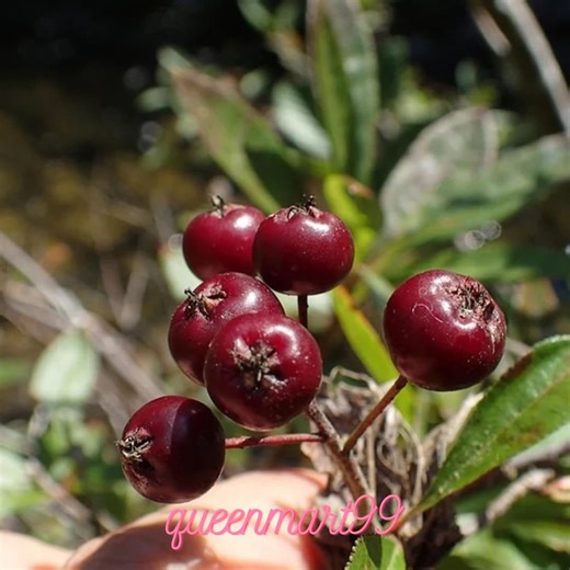30 Seed Aronia Red Chokeberry Seeds | Aronia Arbutifolia Berry Shrub, Ornamental Plant - Etsy