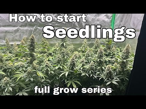 Grow video 1 of series 1 -Bruce Banner seedlings start to finish!