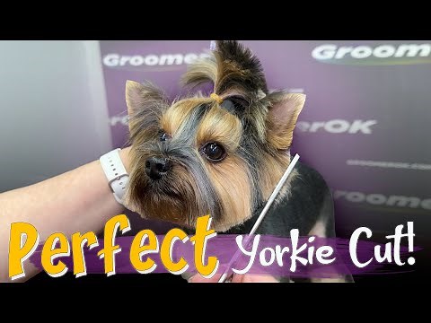 How to Groom a Yorkie | Full professional grooming session revealed | Achieve Salon-Quality Cuts!