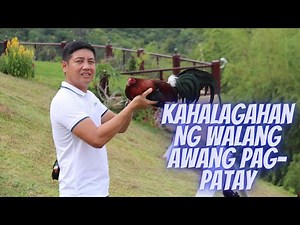 Sabong Tips: The Importance of Ruthless Culling - [Gamefowl Maintenance]