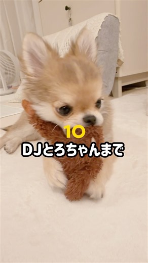 DJ犬とろちゃん誕生😎🤟🏻(パッツン前髪時代w) #チワワ #cute