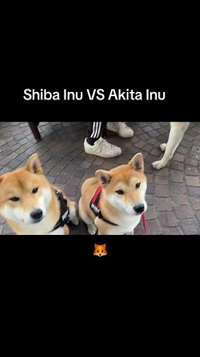 Shiba Inu VS Akita Inu Comparison