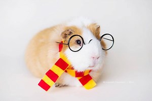 As we celebrate National Guinea Pig Appreciation Day, the Petco Foundation shares a memory of one of our most favorite pigs: Bret P. Michaels, who shared his life with HeARTs Speak artist member Hannah Pearman. Through the medium of photography, Hannah and Bret showed the world what fun-loving, loyal, and smart companions guinea pigs can be, and the beautiful relationships that exist between pigs and their pig parents. Thank you to Hannah and Bret for all you did to encourage guinea pig adoption