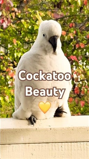 Most Beautiful White Cockatoos on Earth | Stunning & Serene Nature Sounds | Breathtaking Nature
