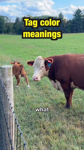 What do the different tag colors on the cows mean? #farmlife #cows | Wills Family Farm