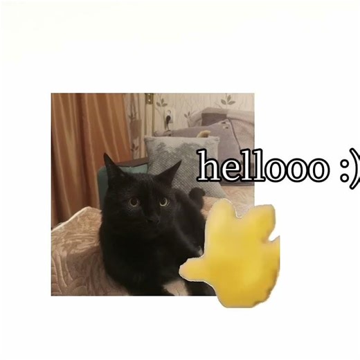 hello #cat #memes #meme #funny #fyp