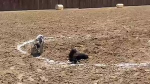 16 reactions | When you try to practice keyhole race but your pig and puppy eat the flour路‍♀️ | 24/7 Livestock | Facebook