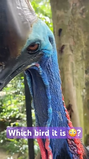 Extinct and strange Bird 🦅