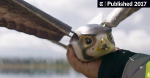 Where Birds and Planes Collide, a Winged Robot May Help