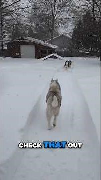 Best Dog Dad Builds Epic Snow Racetrack for our Dogs in the Deep Snow!
