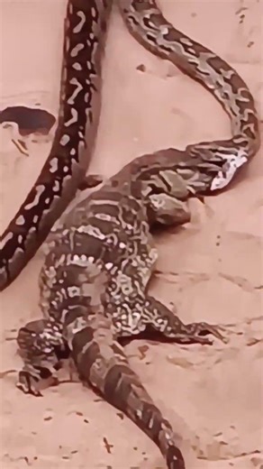 big snake trap monitor lizard 🦎🤯☠️