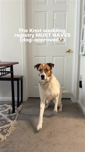 these wedding registry picks are must-haves aaaaand dog approved 🐕💓 build your wedding registry on The Knot to start adding these to your list. #weddingtok #dogsoftiktok #weddingplanning #weddingregistrymusts #weddingregistrytips