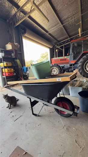 When you work from home in front of a computer all day and just need to get some dirt on your hands after work. 👩🏼‍💻👩🏻‍🌾🌱 Starting to tip out and sort our little baby nursery forms which we grew in controlled containers this year. They have grown up beautifully, so will come out now to dry for a month or two before they go back in the soil in January with their older siblings! #saffron #australiansaffron #knowyourfarmerknowyourfood #farmlife #worklifebalanced | Argyle Australian Saffron