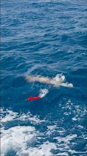 Topwater Giant Squid Fishing