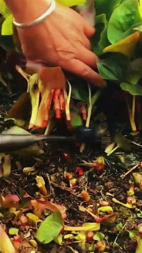 Professional Harvesting of Red Leafy Vegetables #LabeeqAgriFarm #OrganicFood #Harvesting 🥬🔴✨