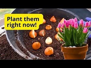 Plant tulips in a pot—it will be a magical bloom!