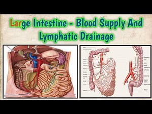 Large Intestine - Colon Blood Supply And Lymphatic Drainage | MedTen