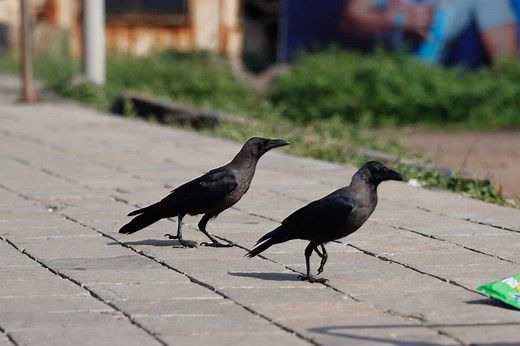 Two Black Crows Spiritual Meaning: 9 Meanings of 2 Crows