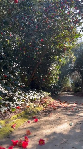 4.7K views · 122 reactions | The Gardens at Middleton Place are centuries old and are the heart of this National Historic Landmark. Come see for yourself the breathtaking sight of the gardens in the height of full bloom now and through the spring. . . . #flowers #garden #historicgarden #nationalhistoriclandmark #charleston #explorecharleston #middletonplace #thingstodoincharleston #charlestonevents #chstoday #chs | Middleton Place | Facebook