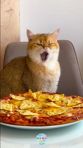 I THROW FOOD AT MY CAT… AND HE MAKES PIZZA! 🍕🐱😂